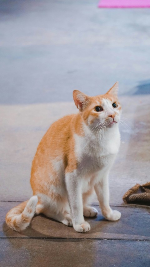 an orange and white cat sitting on the ground