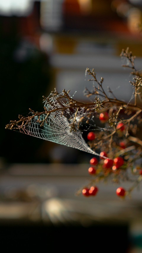 a close up of a plant with berries on it