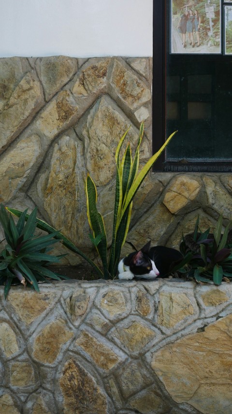 a black and white cat laying on a stone wall