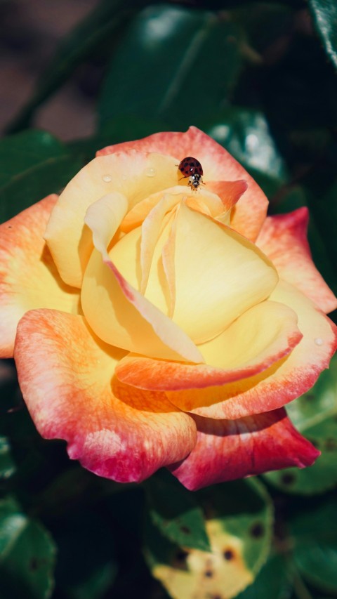 a yellow and red rose with a bug on it