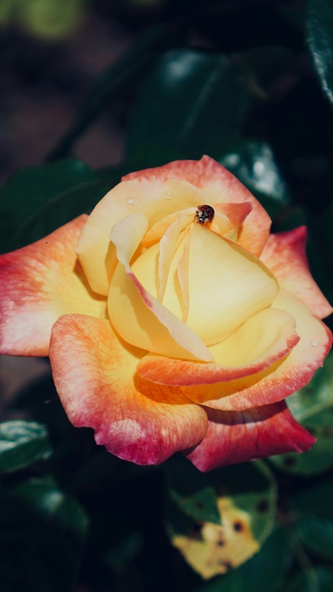 a yellow and red rose with green leaves