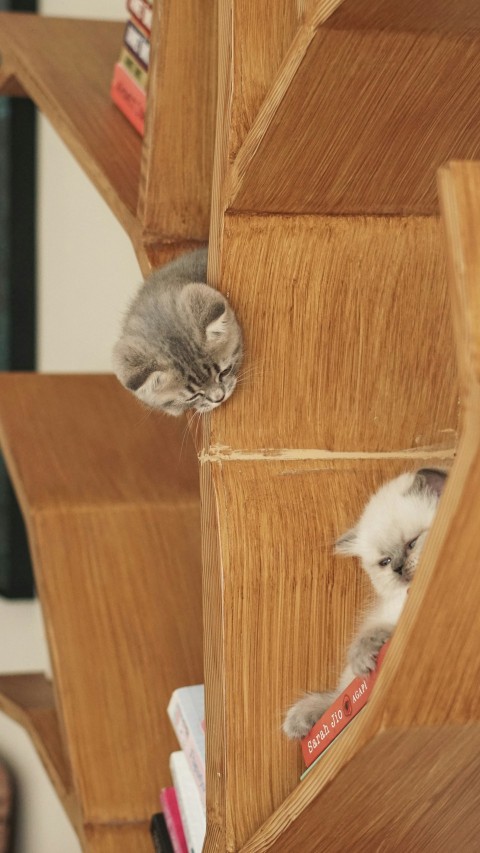 a couple of cats sitting on top of a wooden shelf