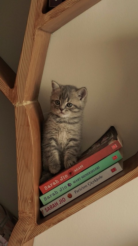 a cat sitting on top of a stack of books