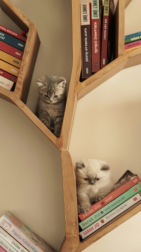 a cat sitting on top of a book shelf