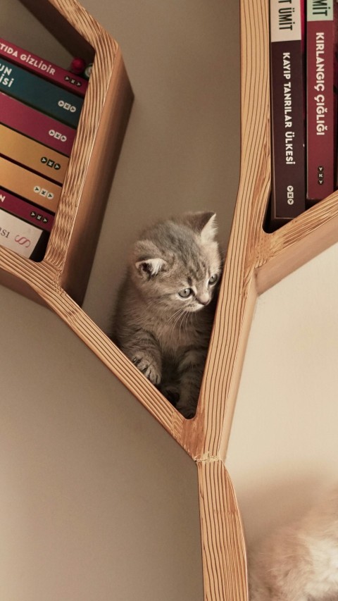 a cat that is sitting on a book shelf 4