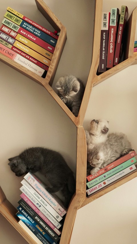 a couple of cats laying on top of a book shelf