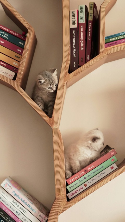 a cat sitting on top of a bookshelf filled with books