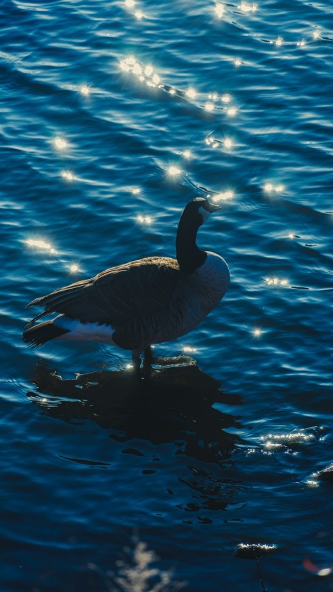 a duck is standing on the edge of the water