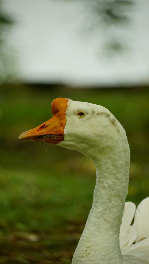 a close up of a duck with a blurry background BtcEW0oD