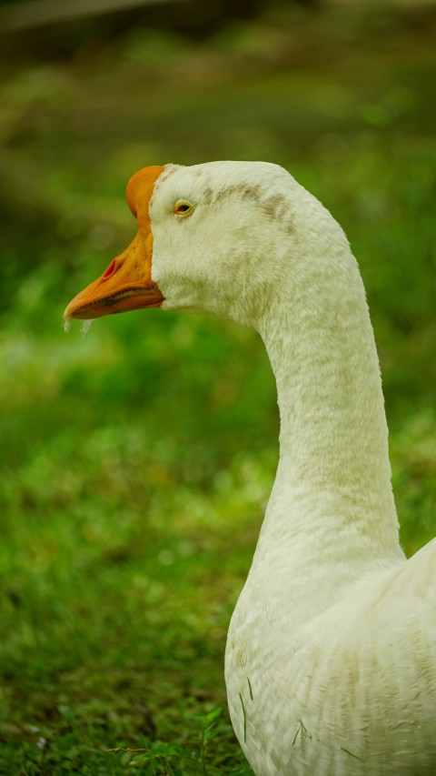 a white duck with an orange beak sitting in the grass