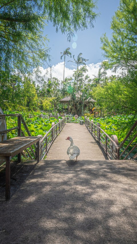 a large bird standing on top of a wooden bridge