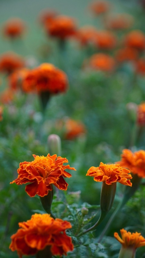 a field of orange flowers with green leaves