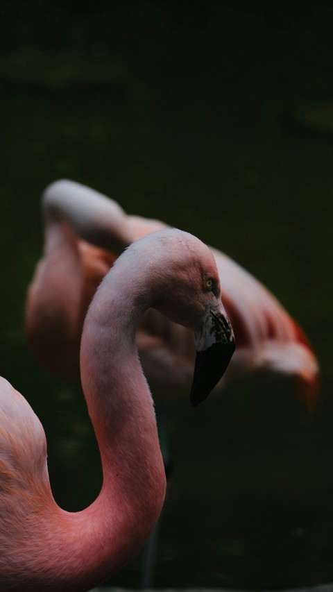 two pink flamingos are standing in the water zFe2ump