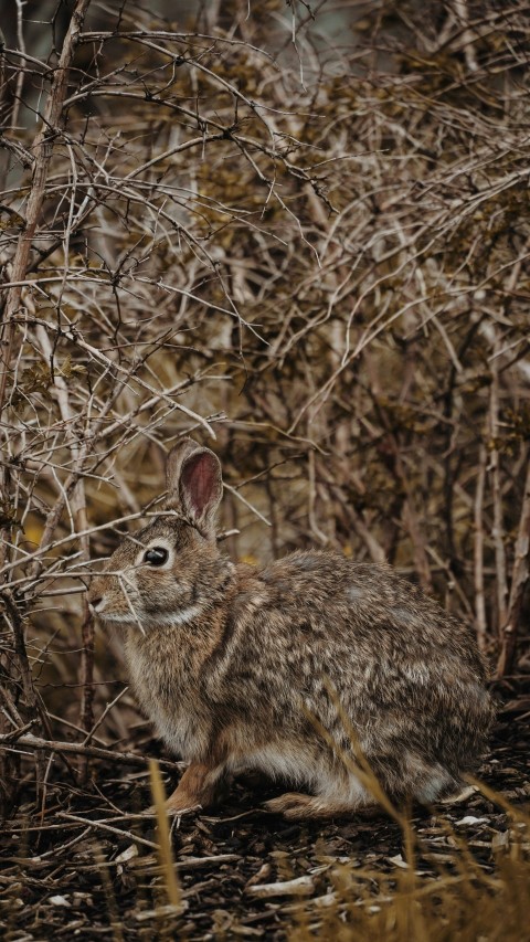 brown rabbit on plants