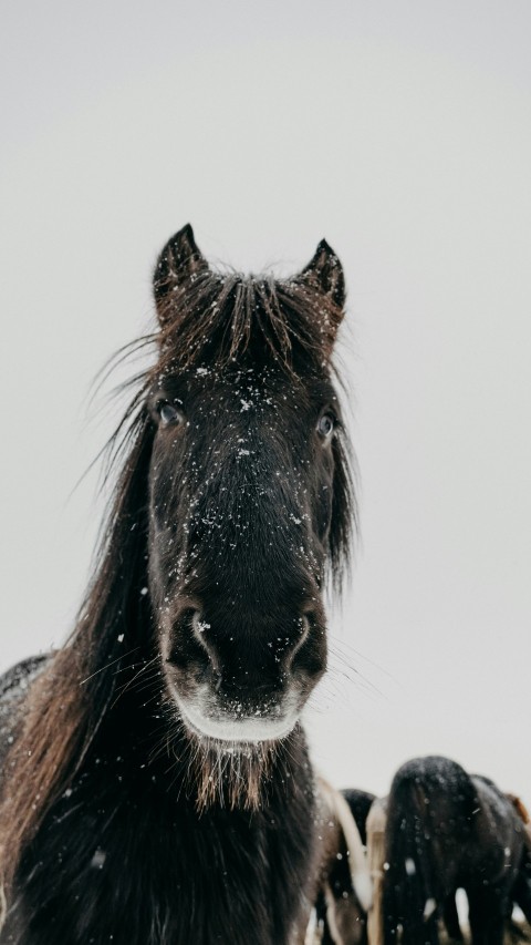 a close up of a horse in the snow