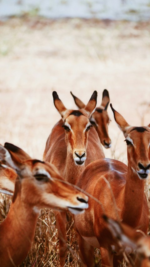 shallow focus photo of brown animals WzE