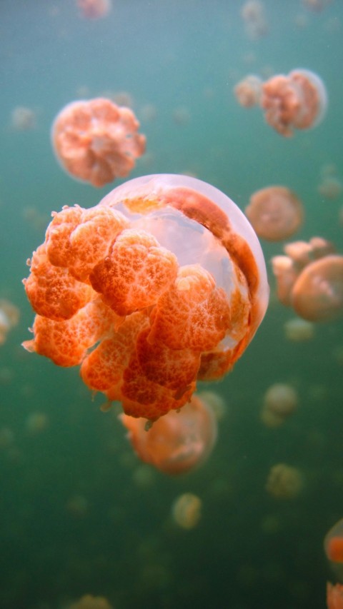 white and brown jellyfish in water lJShoi