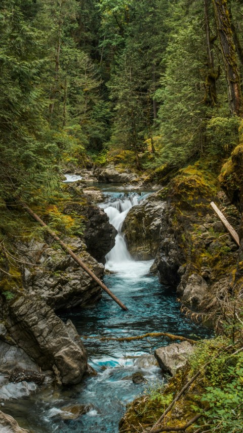 river and trees w