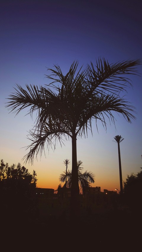 silhouette photography of tree