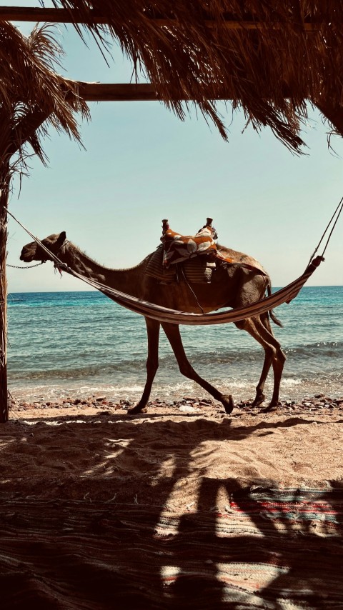 a man riding a camel on top of a sandy beach