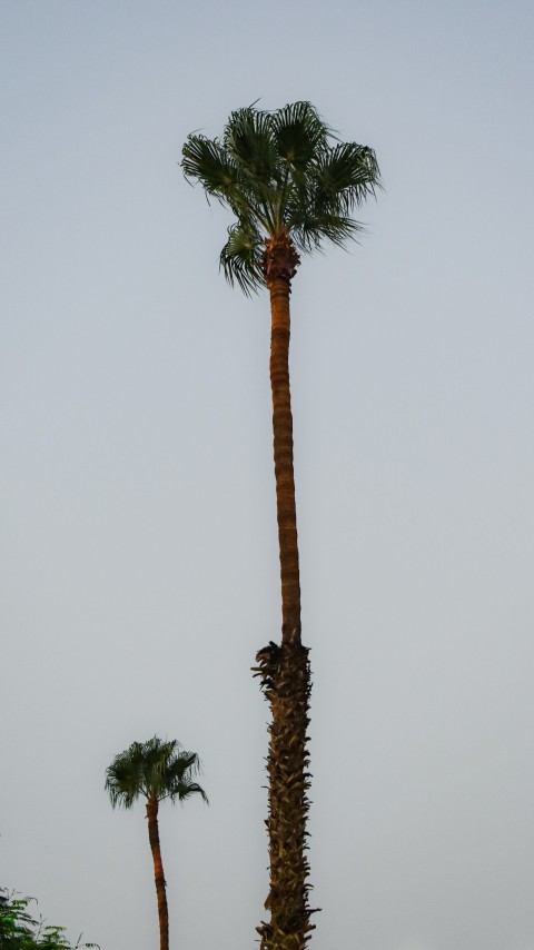 brown and green palm tree