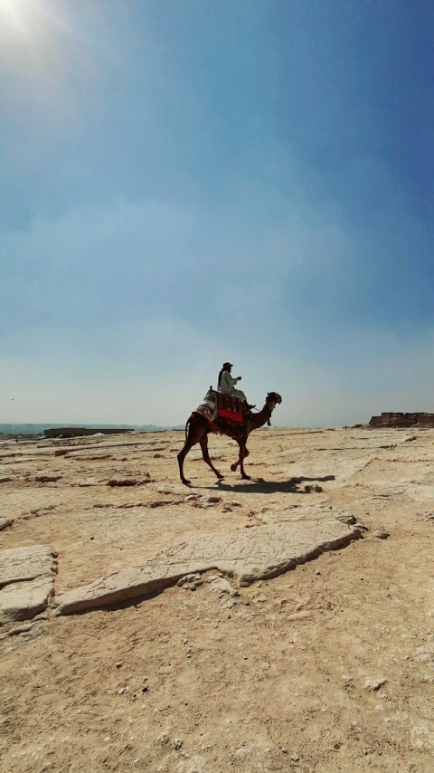 a man riding a camel in the desert