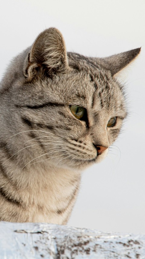 a close up of a cat with a white background