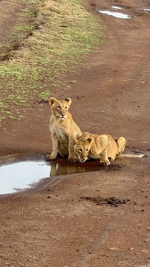 two young lions playing in a puddle of water