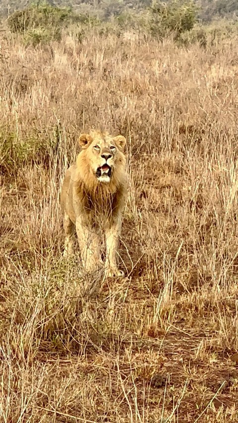 a lion walking through a dry grass field lV