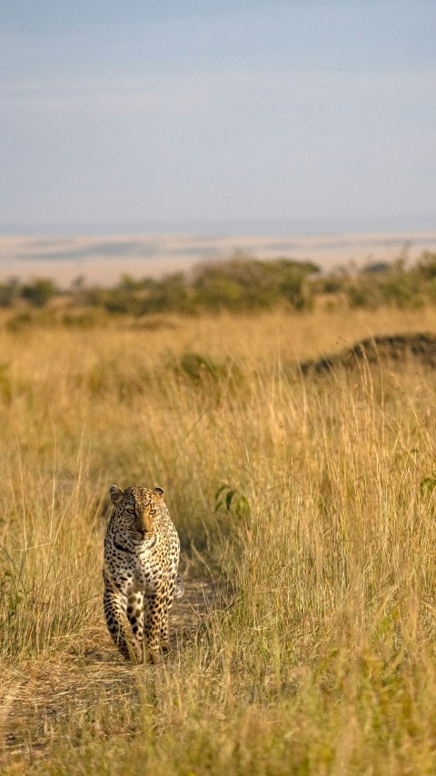 a cheetah in a field