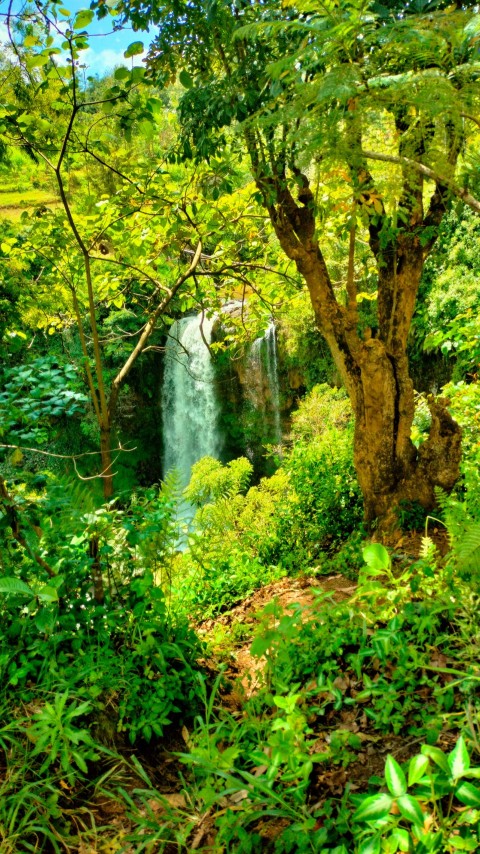 green trees and plants during daytime