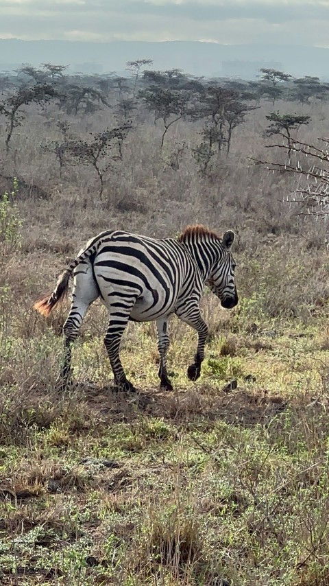 a zebra is walking in a grassy field