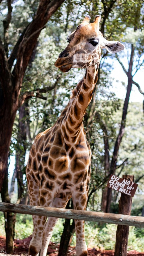 giraffe standing on tree branch during daytime