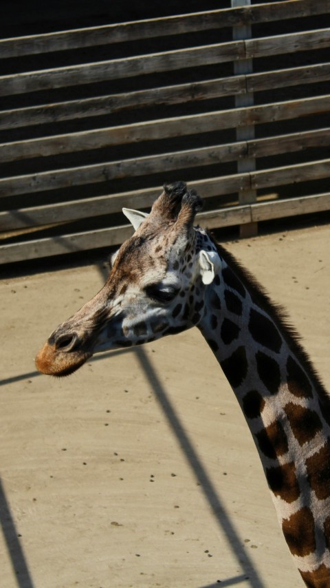 a giraffe stands in a zoo enclosure