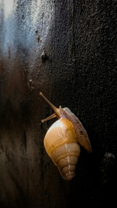 brown snail on wall