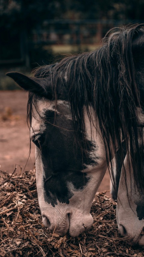 a horse eating hay