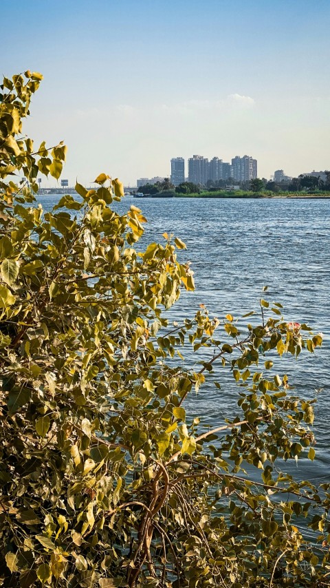 green and yellow leaves on body of water during daytime