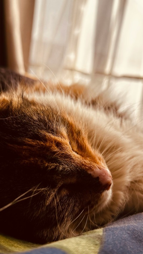 a close up of a cat laying on a bed