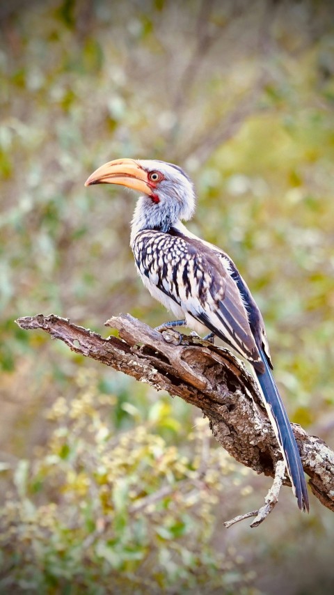 a bird sitting on top of a tree branch