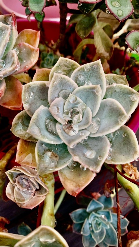 a close up of a plant with many leaves