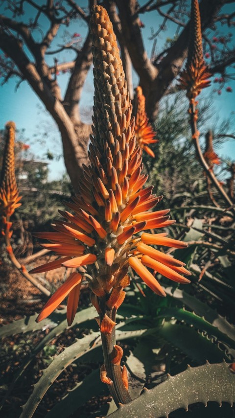 a plant with orange flowers dxNvz