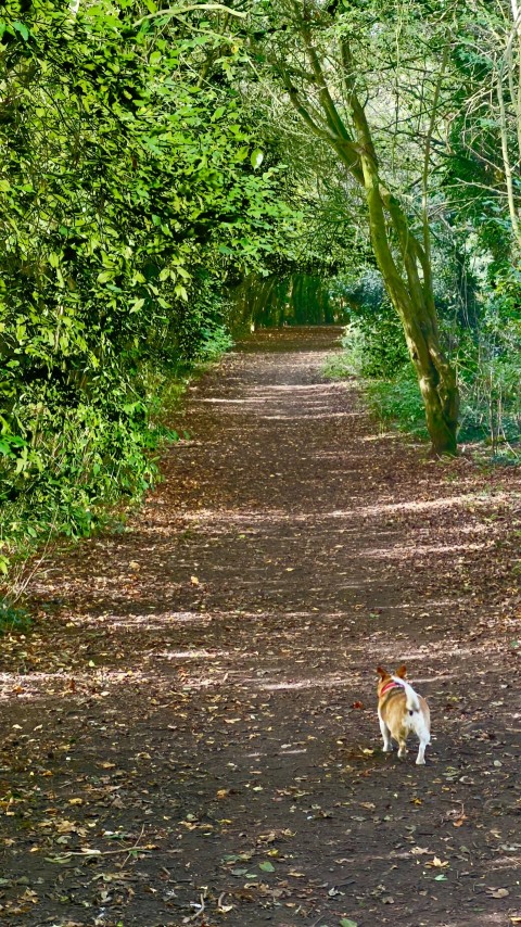 a dog walking down a dirt road in the woods