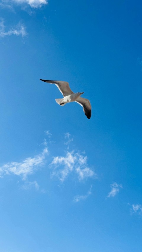 a seagull flying through a blue sky with white clouds