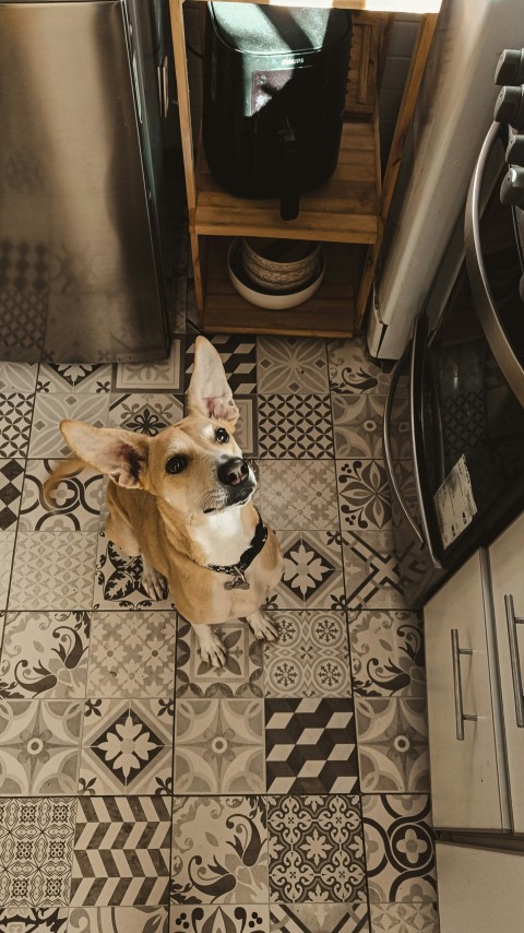 a dog sitting on the kitchen floor looking up