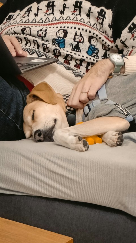 a person sitting on a bed with a dog