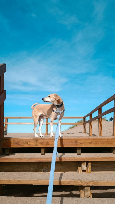 a dog standing on top of a wooden platform