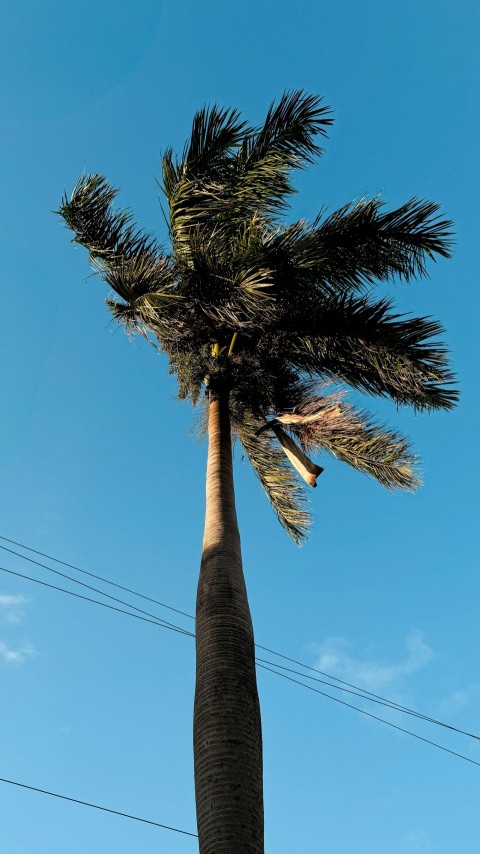 a palm tree with a blue sky in the background