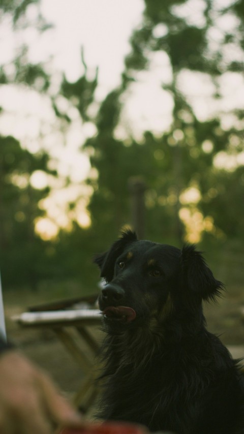 a black dog sitting next to a person holding a frisbee