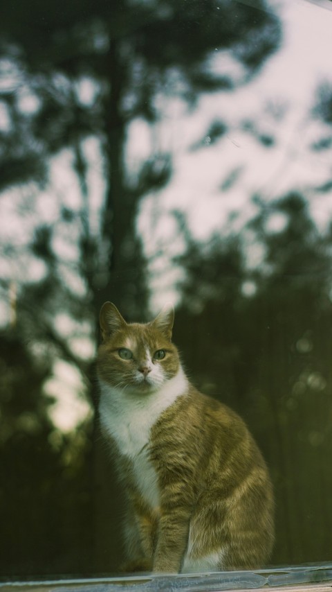 a cat sitting on a window sill looking out the window