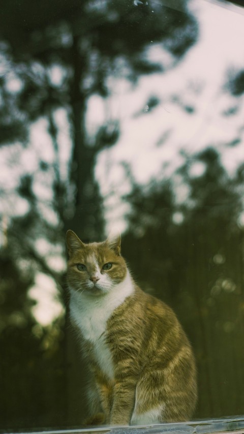 a cat sitting on top of a window sill